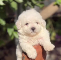 Buy Vaccinated  Maltese Puppy from Goa